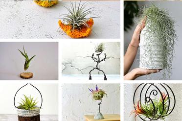 Booth Display Ideas  Air plant display, Air plants, Tillandsia air plant