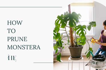komme til syne Souvenir Sodavand A Guide to Monstera Pruning (How, When and Why)