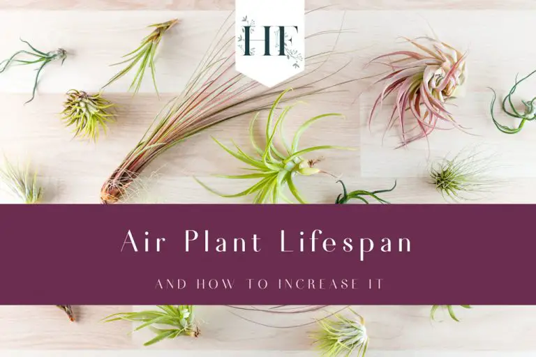 Air Plants Lifespan How to Revive and Increase Life Expectancy