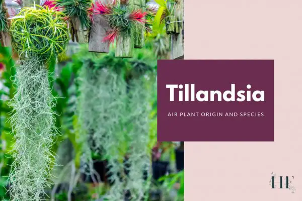 Air Plant Origin and 5 Most Common Tillandsia Varieties