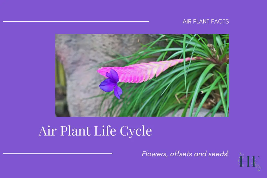 air-plant-life-cycle
