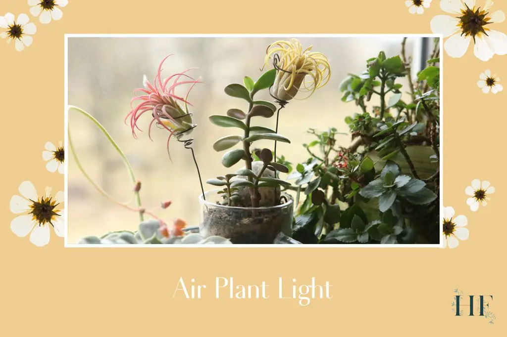 air-plant-light