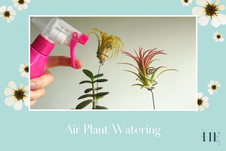 Air Plant Watering Guide How to Water and Mist Tillandsias