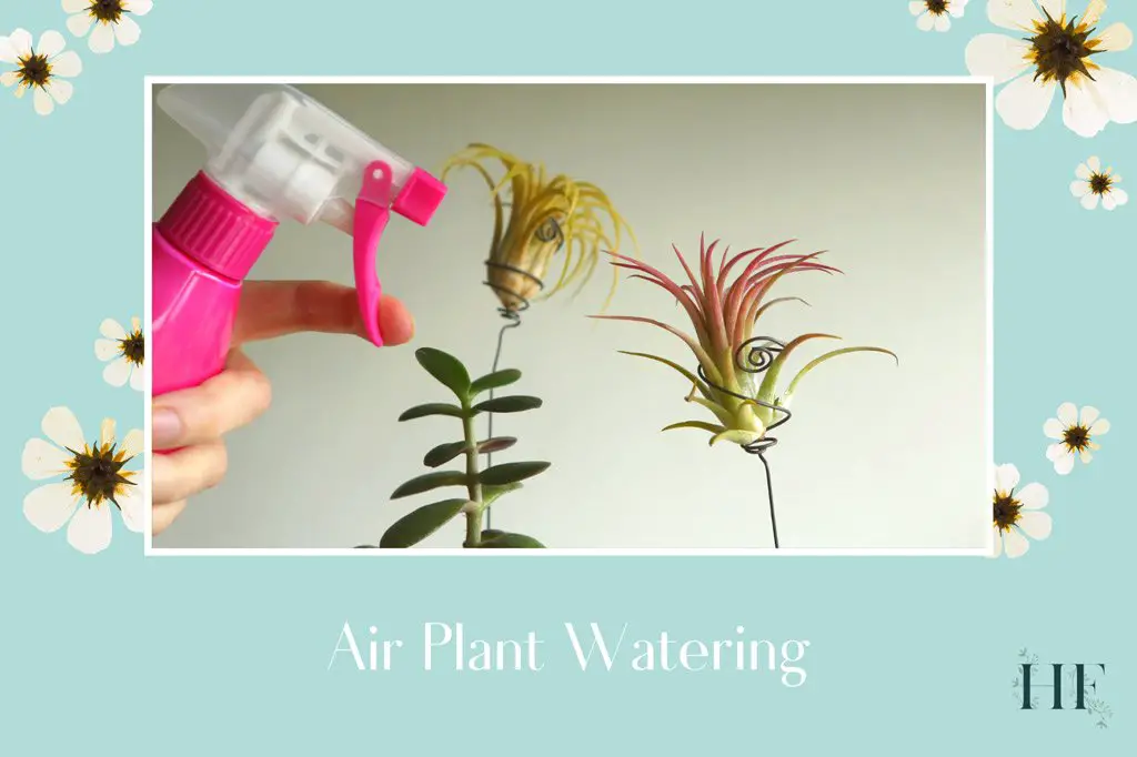 air-plant-watering