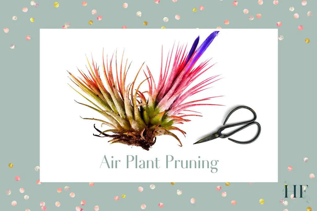 28 How To Trim Air Plants
 10/2022
