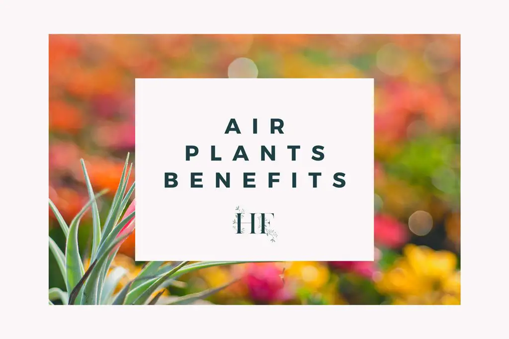 air-plant-benefits