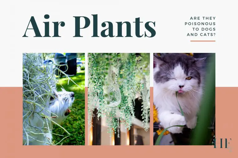 Are Air Plants Poisonous to Dogs and Cats?