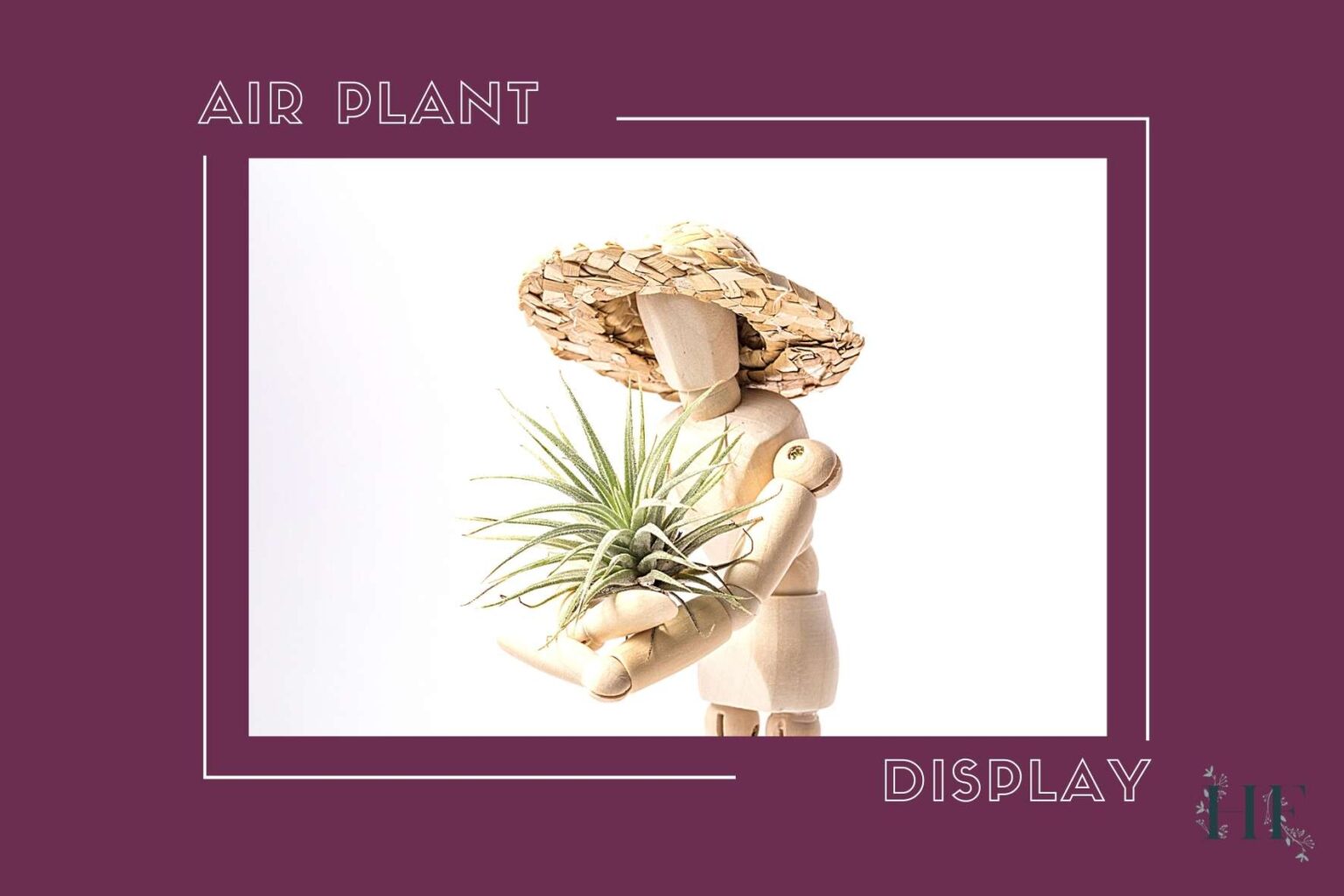 10 Air Plant Display Ideas That Won T Harm Tillandsias   Air Plant Display 1536x1024 