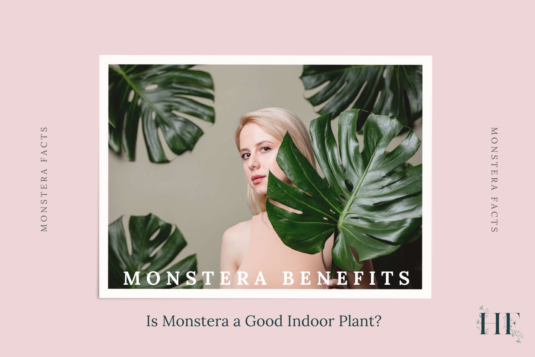 10 Monstera Benefits Explored Is Monstera a Good Indoor