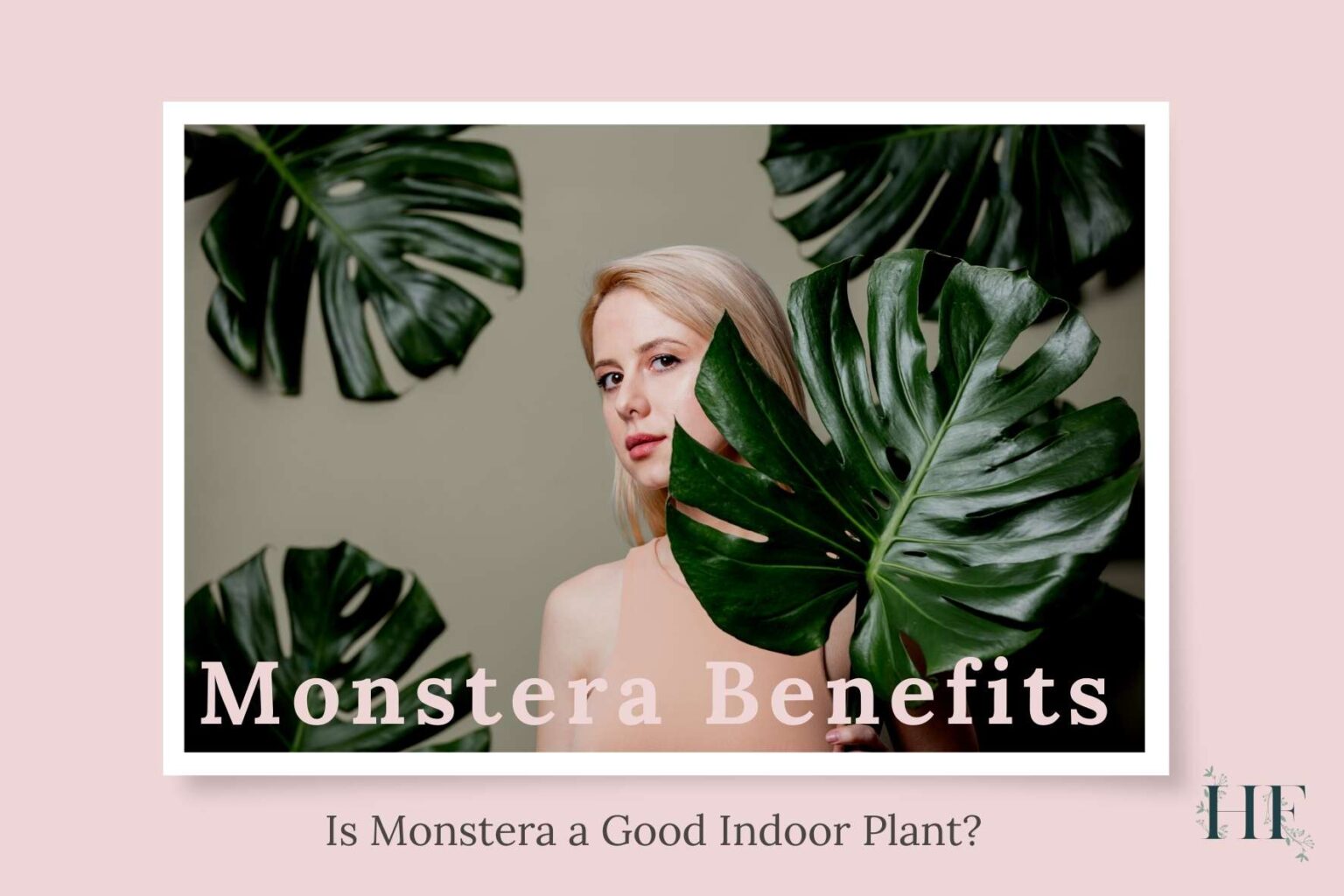 10 Monstera Benefits Explored Is Monstera a Good Indoor Plant?