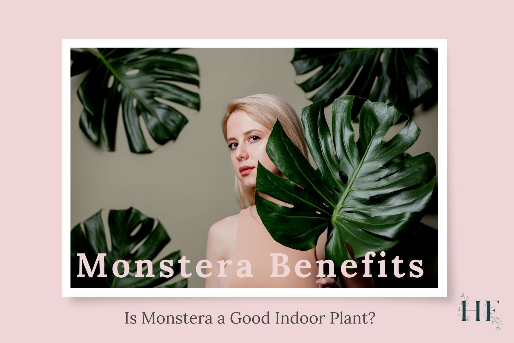 10 Monstera Benefits Explored - Is Monstera A Good Indoor Plant?