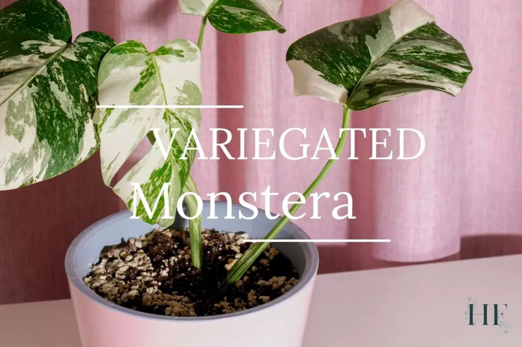 variegated-monstera