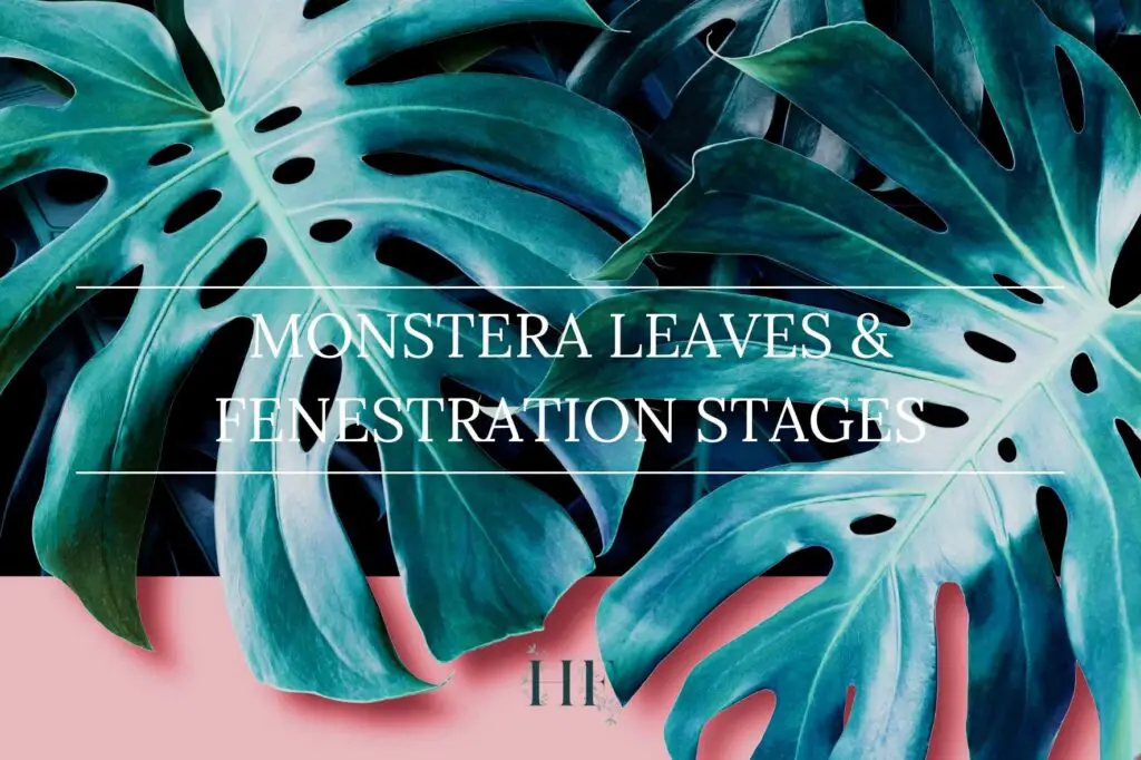 monstera-leaves-and-fenestration-stages-1