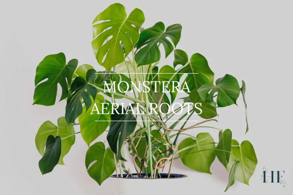 monstera-aerial-roots