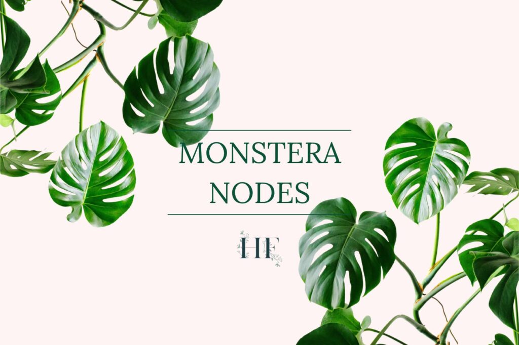 monstera-nodes
