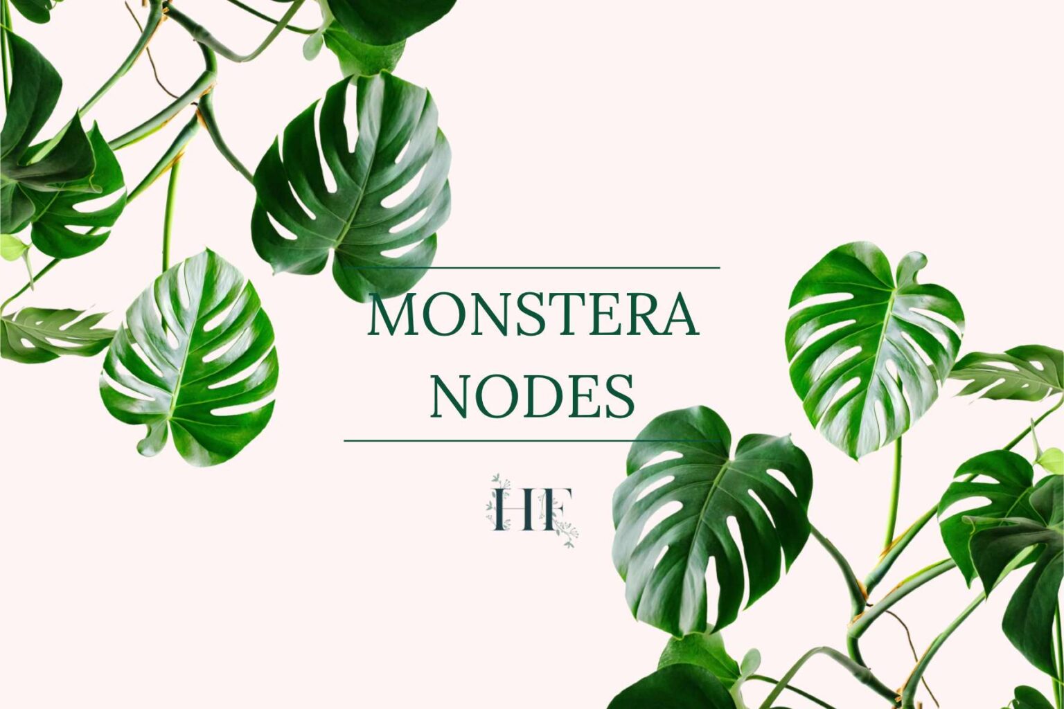 Monstera Nodes - All You Need to Know to Propagate