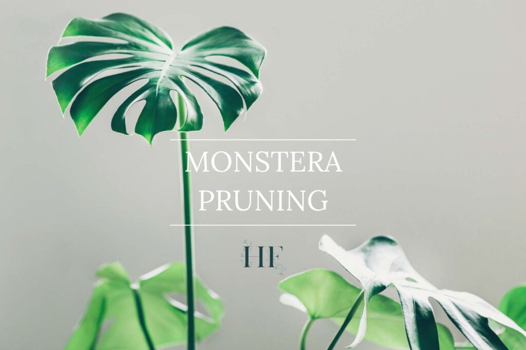 monstera-pruning