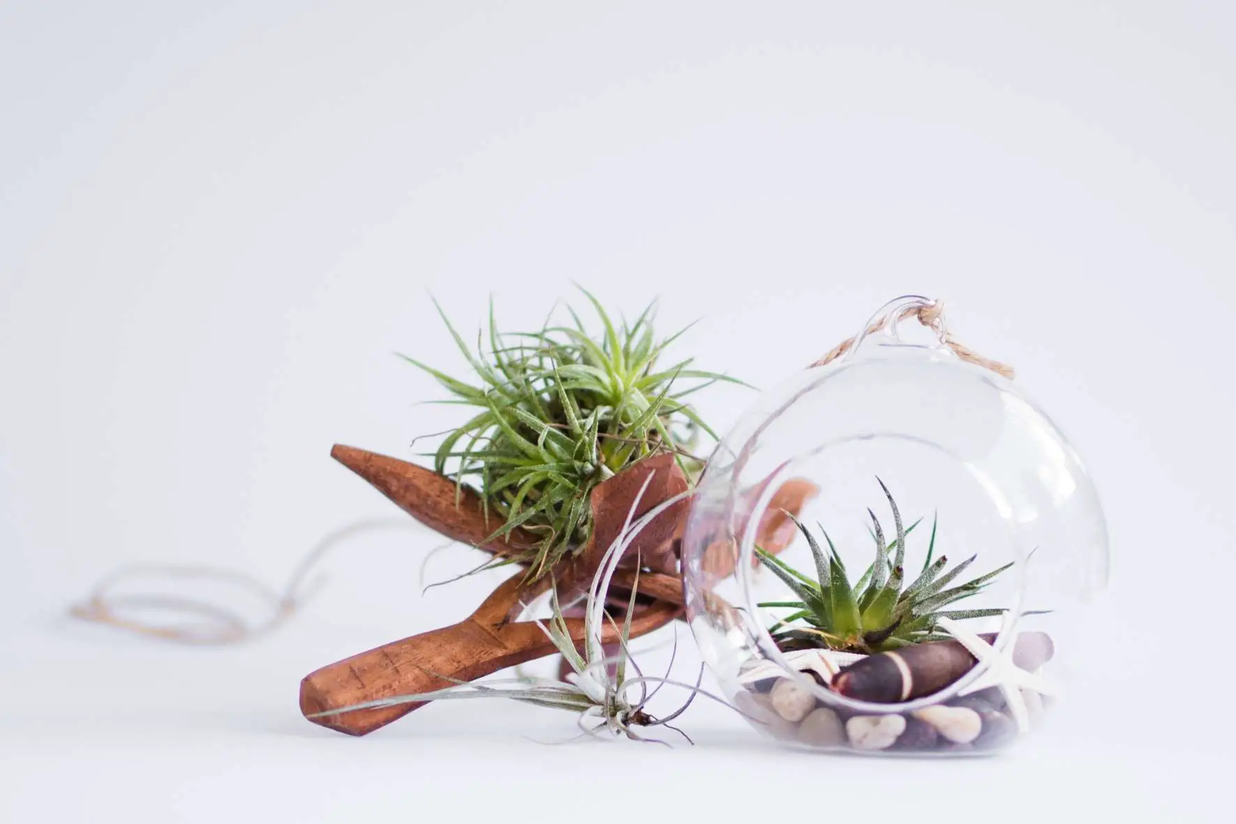 The-Houseplant-Fairy-air-plants-display-guide