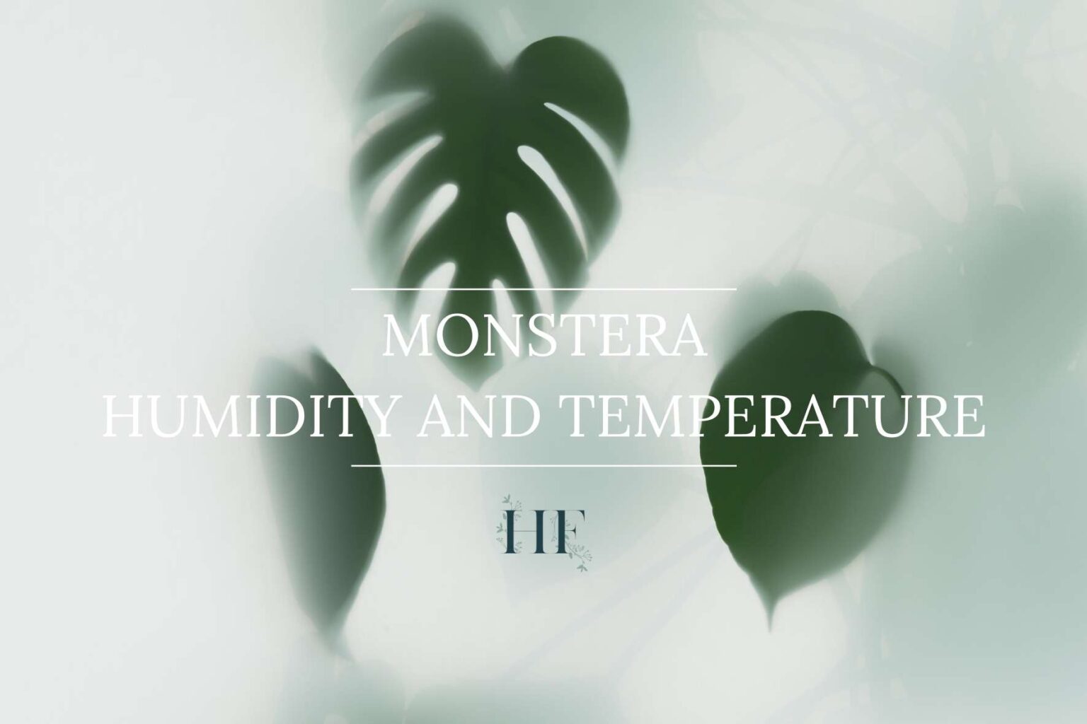 Monstera Humidity & Temperature Needs 7 Tips to Get It Right