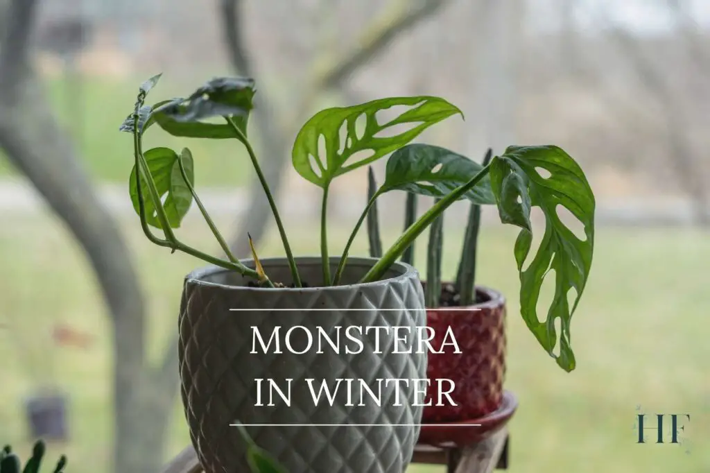 monstera-in-winter