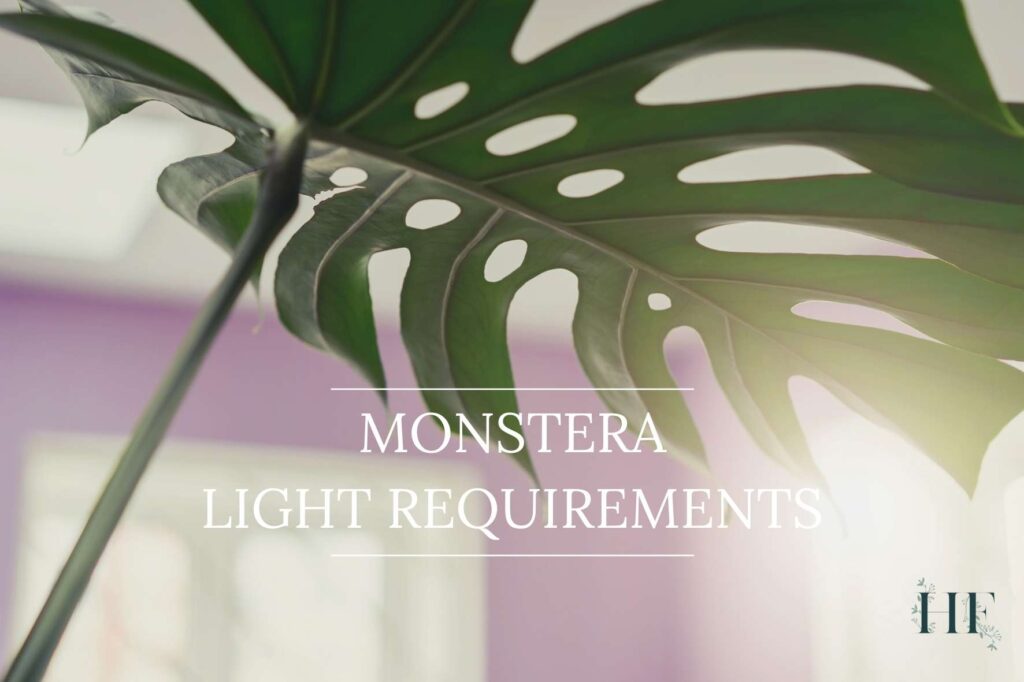 monstera-light-requirements