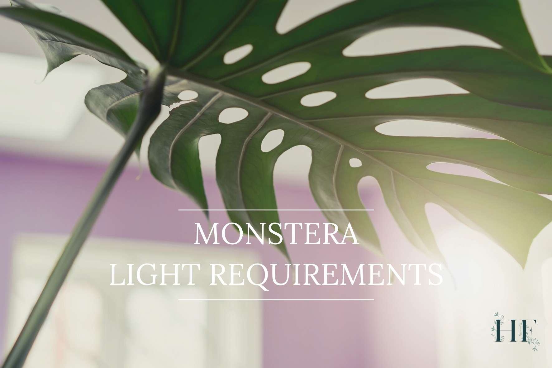 What Kind Of Light Does Monstera Need