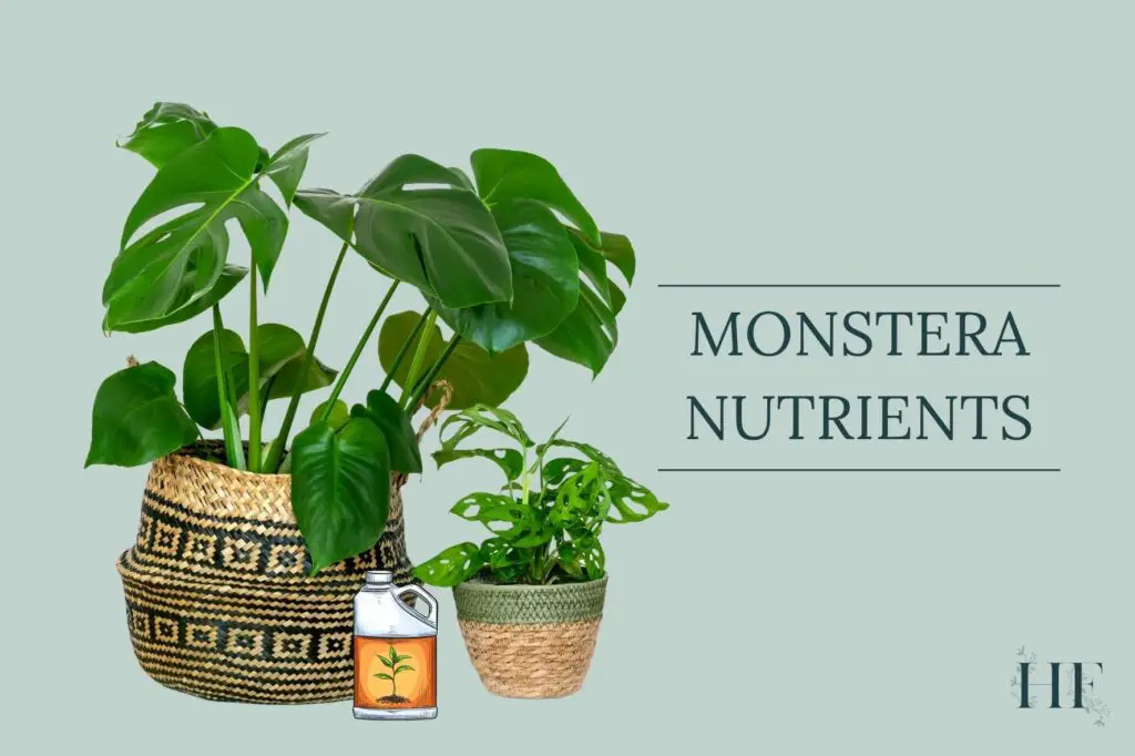 monstera-nutrients