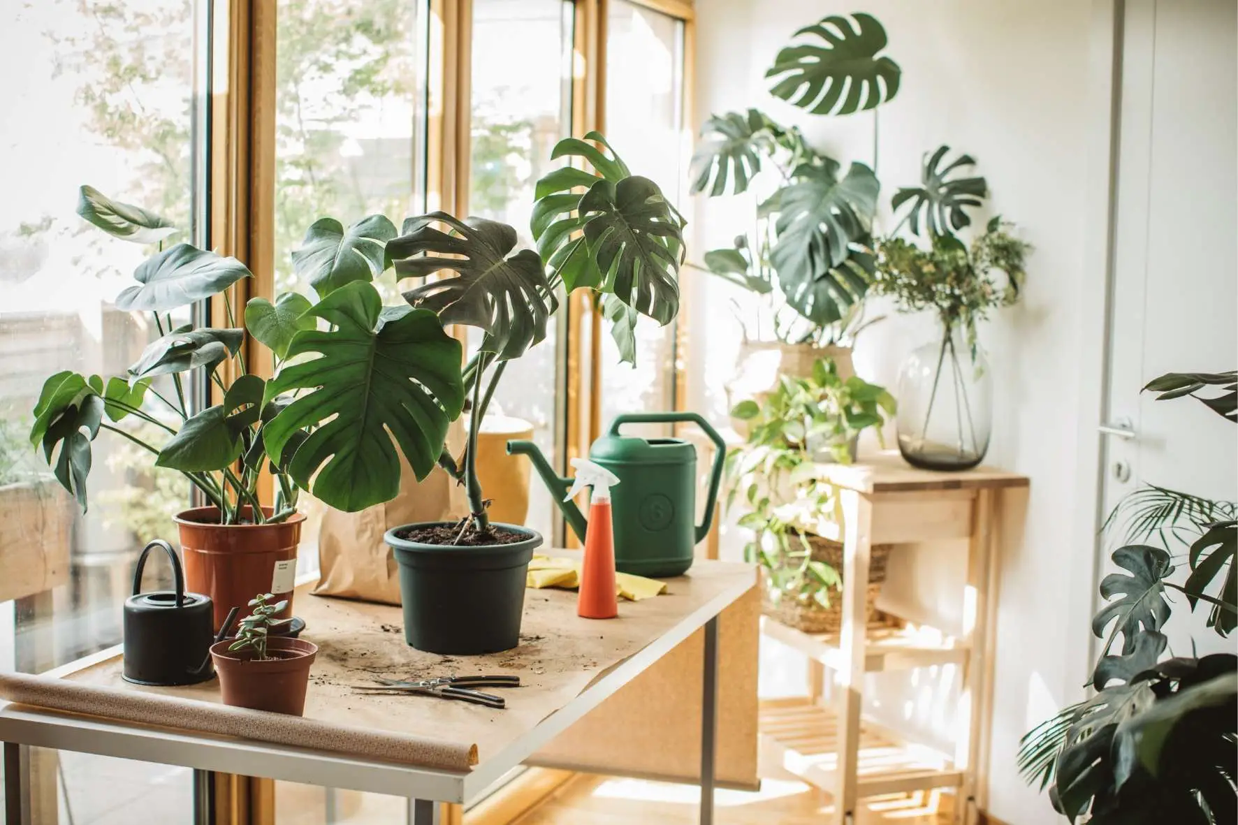 The-Houseplant-Fairy-monstera-care-guide