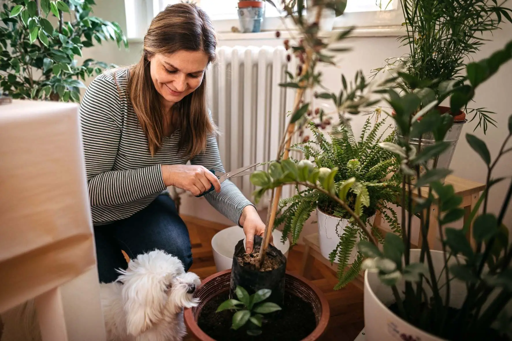 The-Houseplant-Fairy-pet-friendly-garden