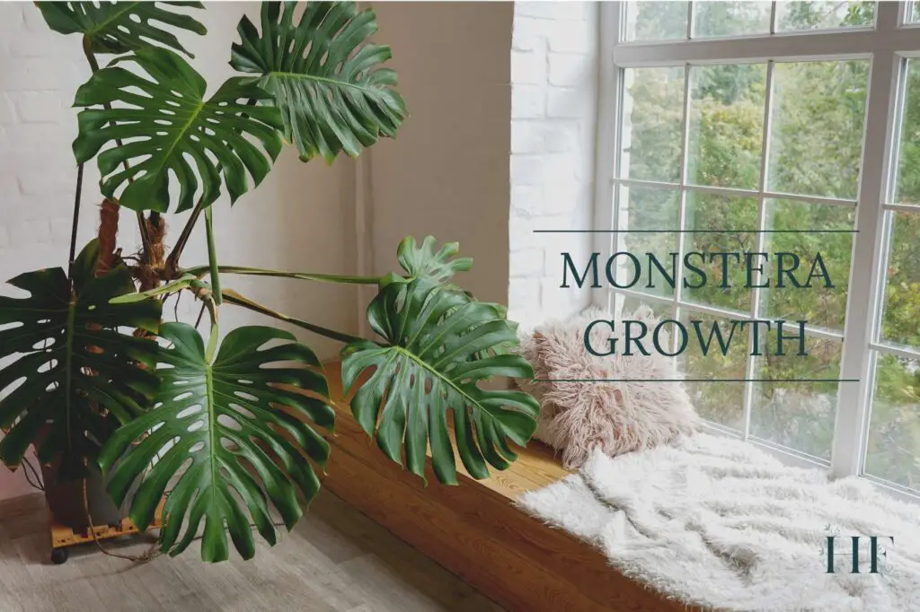 monstera-growth