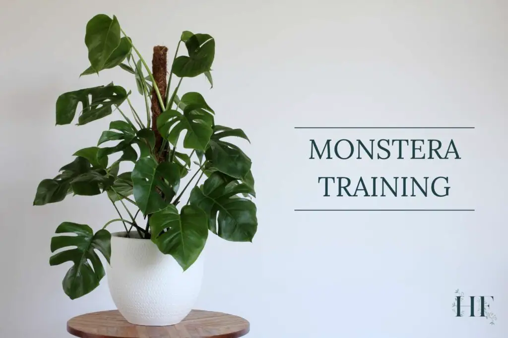 monstera-training