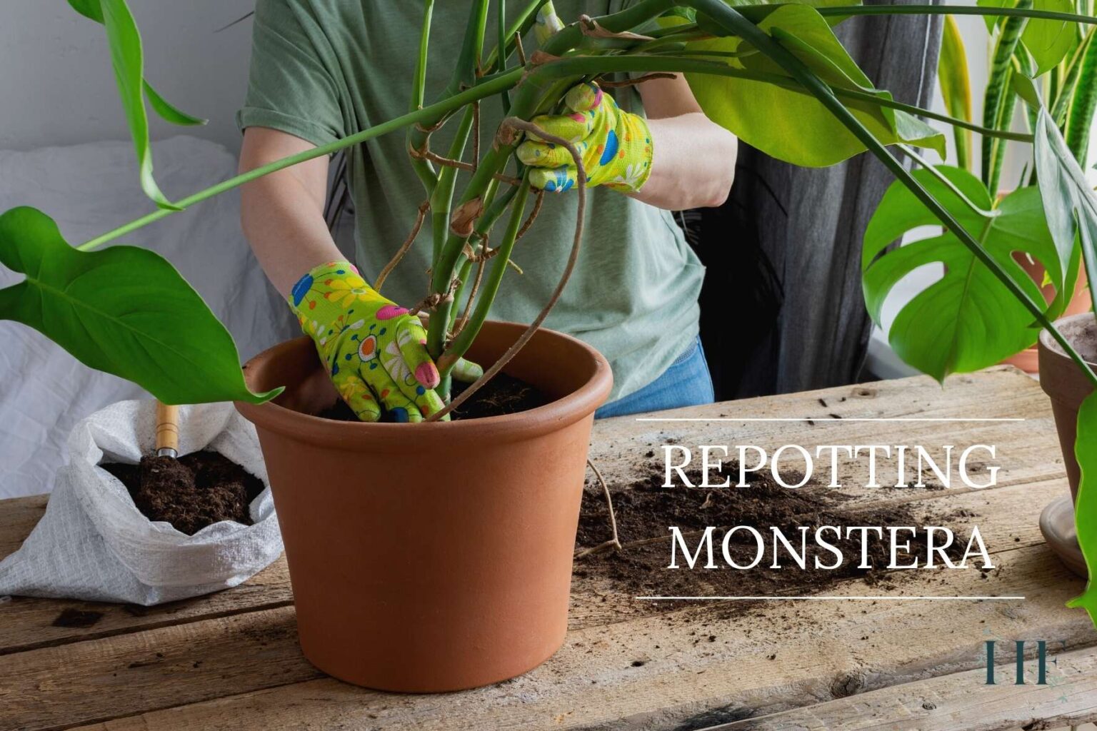 monstera-houseplant-alley