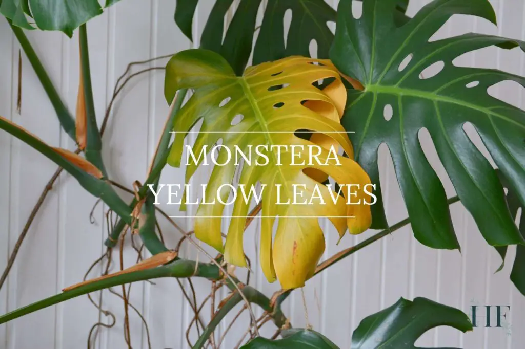 monstera-yellow-leaves