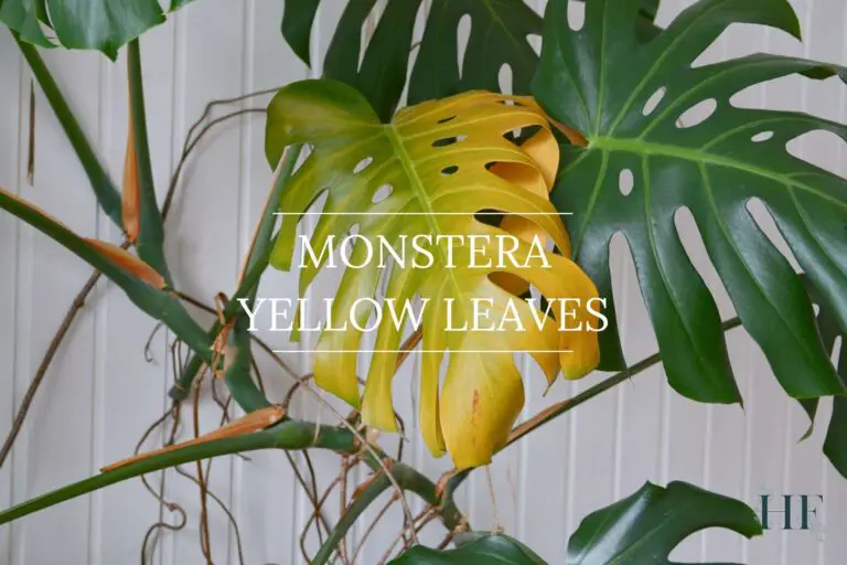 7 Reasons for Monstera Yellow Leaves and How to Fix It