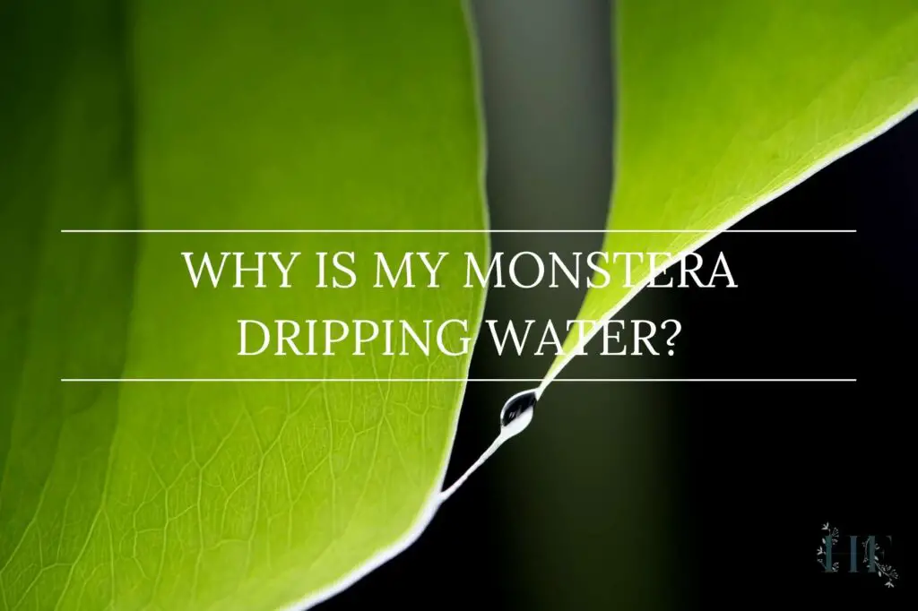 why-is-my-monstera-dripping-water
