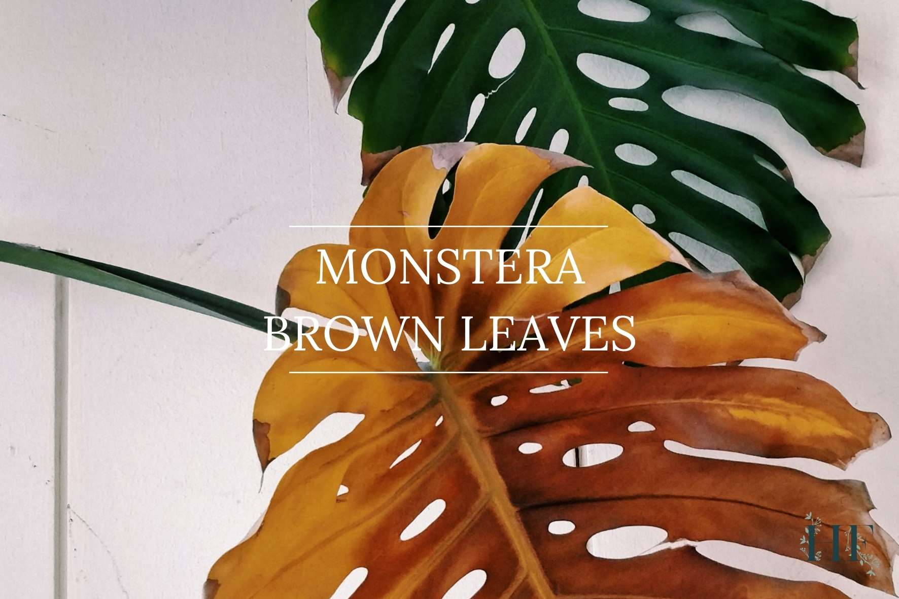 8 Reasons for Monstera Brown Leaves and How to Fix It