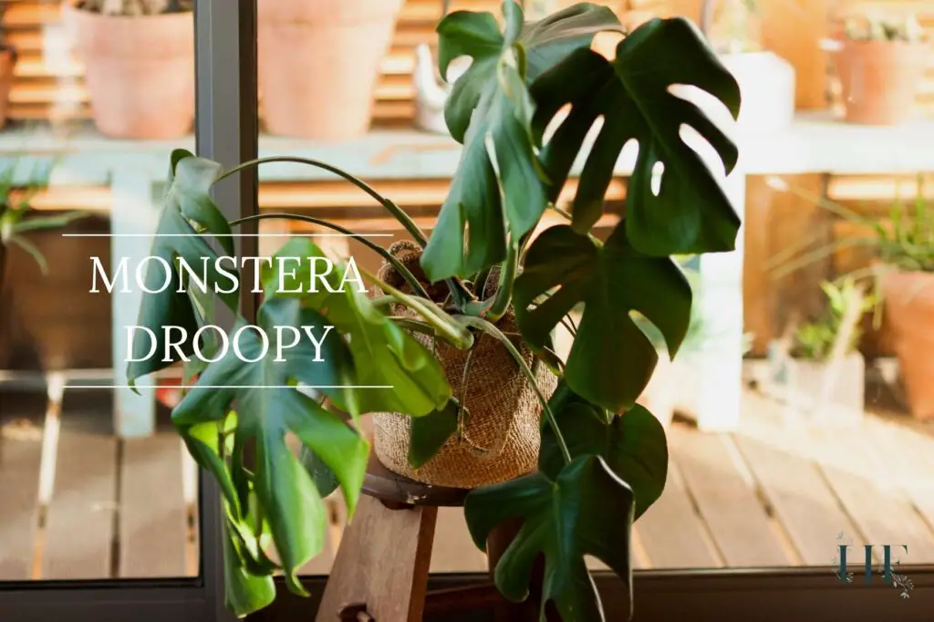 monstera-droopy