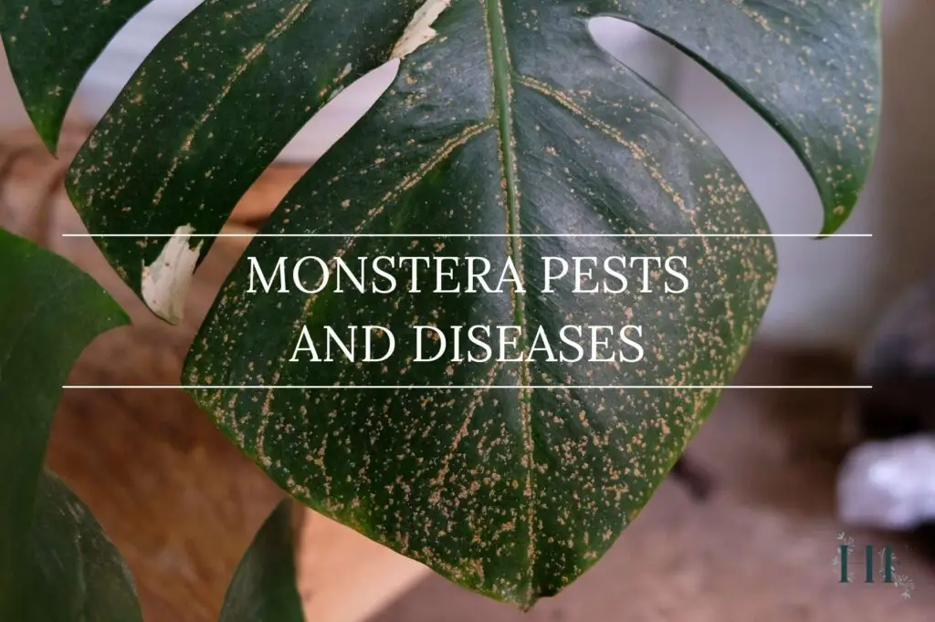 monstera-pests-and-diseases